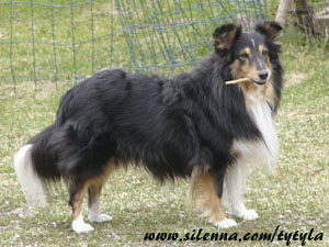 Artemis, Tyty