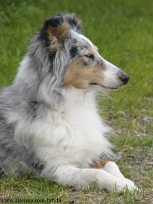Lyyli poseeraa