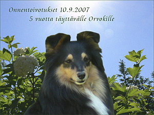 Orvokki 5v.
